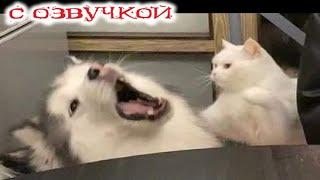 Приколы с котами! С ОЗВУЧКОЙ! Смешные коты и собаки! Самые Смешные Животные! Засмеялся подписался!