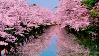 Цветение Сакуры в Японии. Sakura Flowering in Japan. youtube.