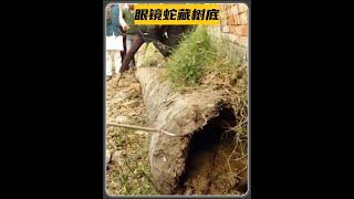 藏在牆角的眼鏡王蛇 #真實戶外 #神奇動物在這裡