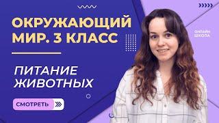 Питание животных. Видеоурок 14. Окружающий мир 3 класс