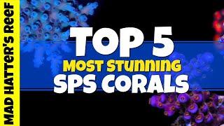 Top 5 Most Stunning SPS Corals