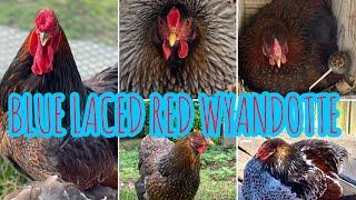 McDonald Farm Blue Laced Red Wyandotte