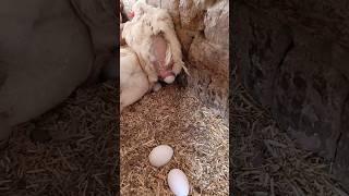 My white hens my white eggs my pride