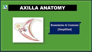 Axilla Anatomy - Boundaries and Contents [Simplified]