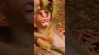 Leo be gged for milk but nothing!!#short#monkeys#rainbowmonke