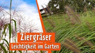 Gräser in Szene gesetzt | MDR Garten