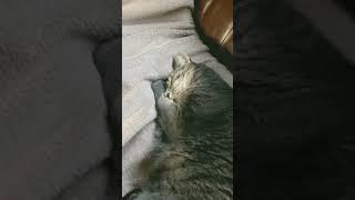 Sleeping cat paralyzes man