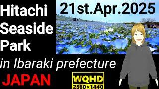 Hitachi Seaside Park in Ibaraki pref. JAPAN 21st Apr. 2025 & nemophila flowers