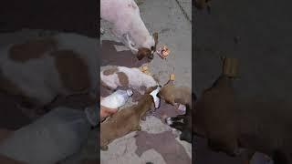 jindgi ka sukoon️#shorts #shortsviral #shortvideo #animaldog #humanity #chiragraj7777