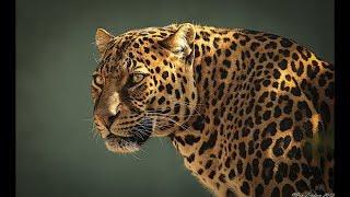 Wildlife Leopards - Dangerous Big cat Predators (Nat Geo)