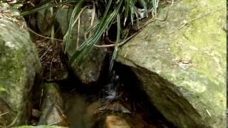 Stream at Hoi Ha Hong Kong