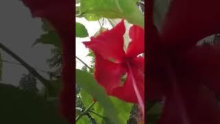 #new #bangla #ureche #bengali #chill #arijitsingh #slowedandreverb #ore #oboseshe #mon