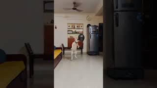 Blessy & Ballon #labrador #doglover #dog #cute #trending #love #shorts #youtubeshorts #viralvideo