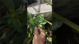 sirukeerai#paruppu #keerai#nattu#kanagambaram #south #gardening #organic #plants #youtubeshorts