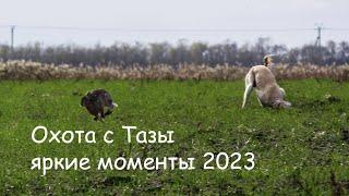 Охота с Тазы 2023 яркие моменты