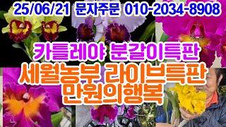 카틀레야 폐농세일 라이브 특판 만원의 행복 카틀레야 대륜 향기난