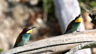 Sand Martin - Bird of the Year in Croatia