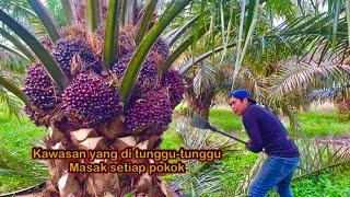 Panen pokok dodosan super keliling