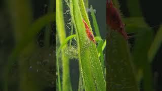 Red cherry shrimp #aquarium #relaxing #shorts #shrimp