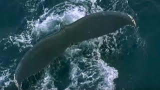 Fur Seals and Whales Feast on Krill | Blue Planet | BBC Earth