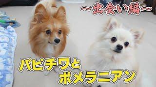 パピチワとポメラニアンの出会い編　ひみつきちなう！#1  (パピチワ ポメラニアン チワワ カニヘンダックス トイプードル) 2021年12月4日