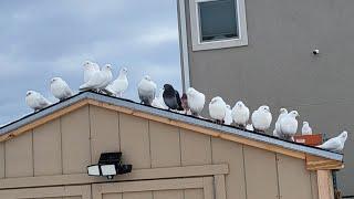 THE BEST PIGEON COOP , LIBERTY DOG KENNEL FROM COSTCO