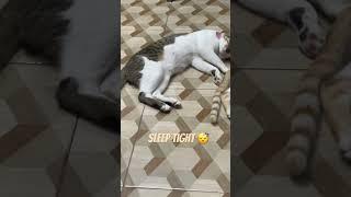 Sleeping cats 