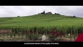 The Bollinger Vineyard