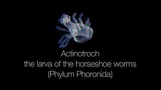 Actinotroch – the larva of the horseshoe worms (Phylum Phoronida)