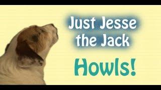 Jesse the Jack Russell Howls! (A Just Jesse Moment)