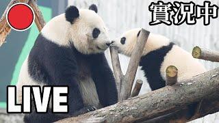 Broadcast: Raising Your Beloved Pandas Online | iPanda