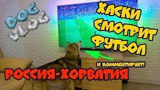 DOGVLOG: ХАСКИ СМОТРИТ ФУТБОЛ и комментирует матч РОССИЯ ХОРВАТИЯ. Говорящая собака