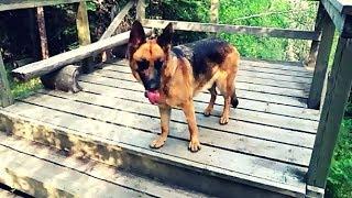 THE GERMAN SHEPHERD HIKER