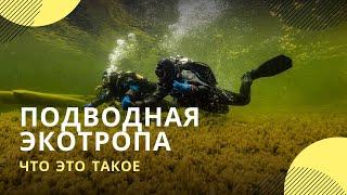 «Круче, чем на Красном море»: в России появилась первая подводная экотропа