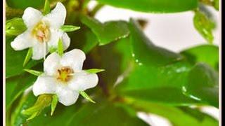 Oriental Tea Tree Bonsai (Carmona microphylla)