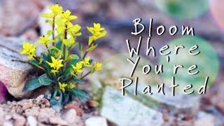 Bloom Where You're Planted