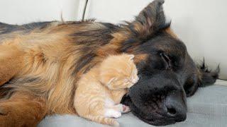 Rescued Kitten Refuse To Sleep Without Her German Shepherd