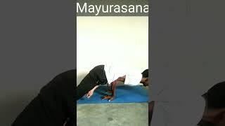 Mayurasana | Peacock Pose | @Yoga and Fitness With Shiva #yogaandfitnesswithshiva #shorts #yoga