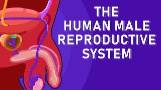 The Journey of Sperm: How the Male Reproductive System Works