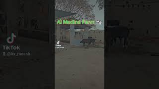 Al Madina Dairy farm