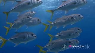 Tuna Tales: Unveiling the Species