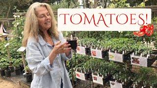  Fionuala's Favorite Tomato Varieties! 