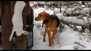 ОХОТА НА ЗАЙЦА. Русские гончие Свирель и Аргон 1г.5 мес. вл. Шатров В.А.