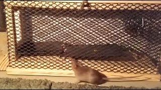 Mouse Trap extreme inventions Episode 1 Step 2 1689741 do it yourself