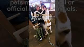 Travel Tips for You & Your Pet! ️