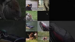 invideo ai 1080 Wildlife Wonders  A Journey Through Natu 2025 04 20