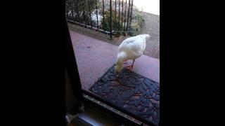 Goose eating cat food at front door