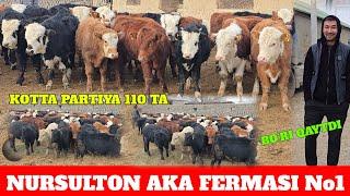 NURSULTON AKA FERMASI 25 TA TANLAB OLING 1 TA TEKINGA BERILADI ANGUS AVLIKOL GREFORD