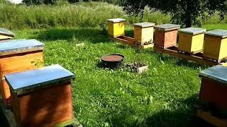 Простая поилка для пчёл. Керамзит + тазик.