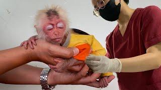 Baby Monkey Jobi went to hospital immediately for health check